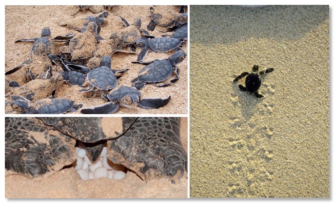 BabyTurtles