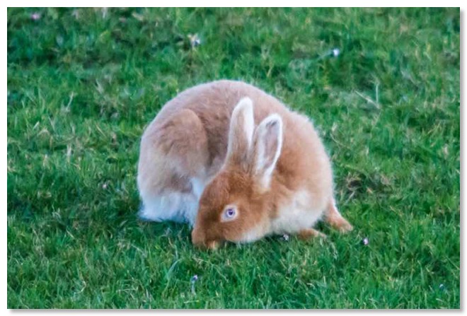 GoldenHare_800s