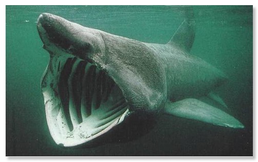 Basking-shark1