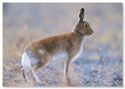 Irish Hare0003_web